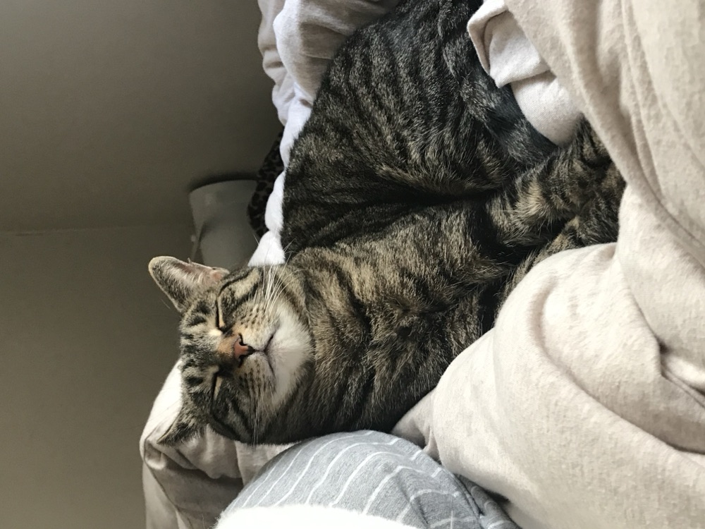 Esmie the cat, curled up and unbothered